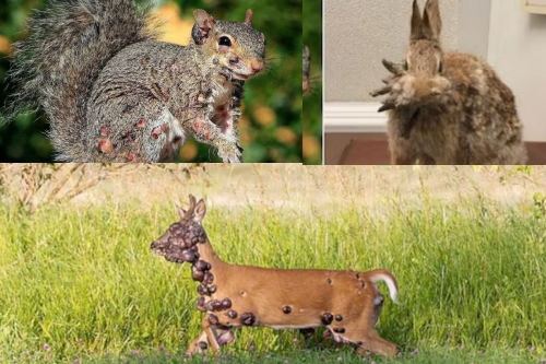 Venados con protuberancias: el virus que transforma la fauna en criaturas de pesadilla